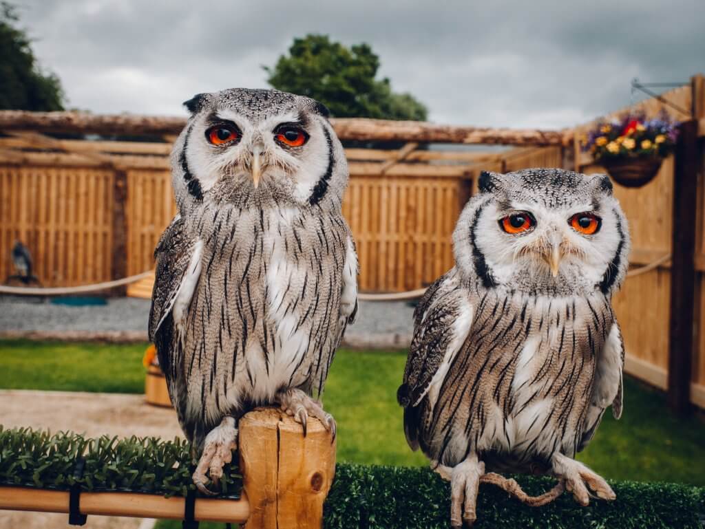 South African white faced owls at the hawkeye school of falconry Lyrath Estate Kilkenny Ireland