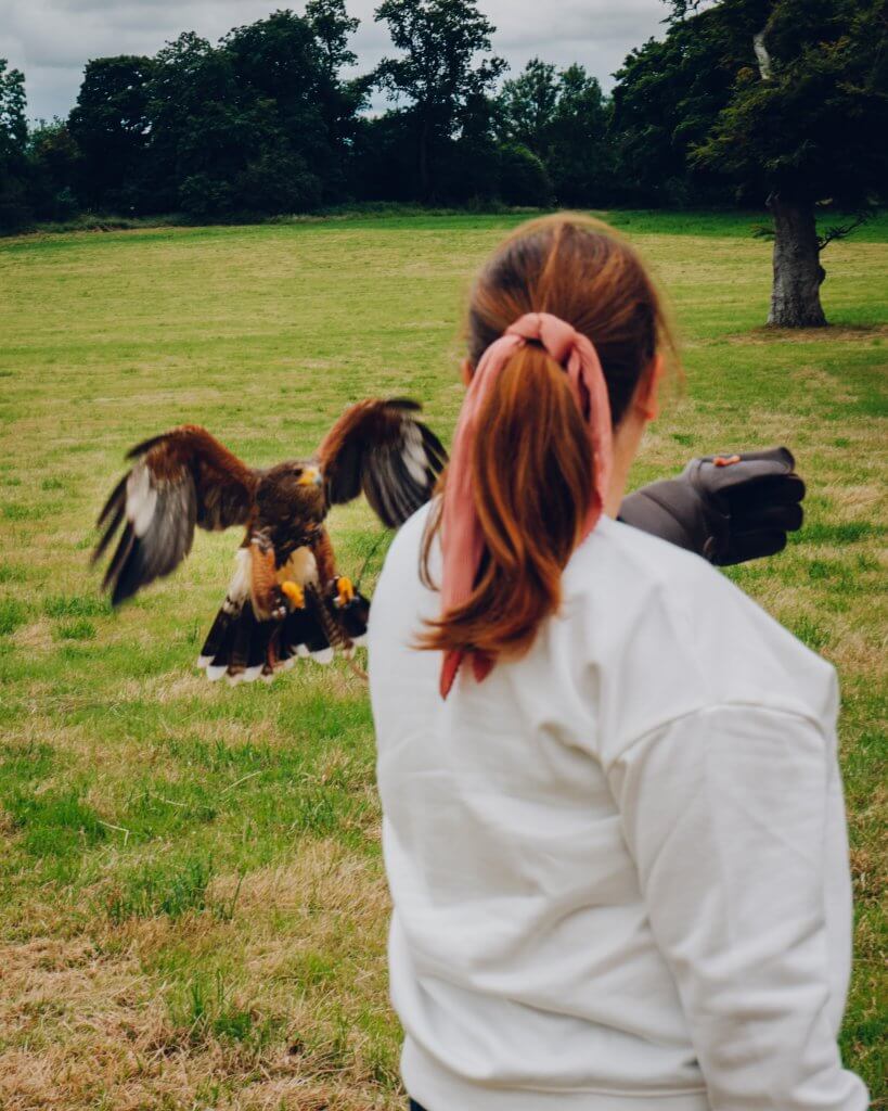 Woman holding out a gloved hand for a harris hawk to land on 