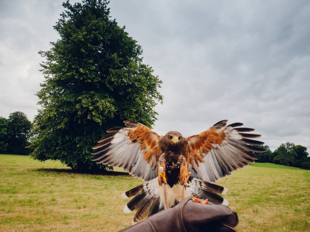 Harris hawk landing on a gloved hand on the falconry experience at the Lyrath Hotel in Kilkenny Ireland