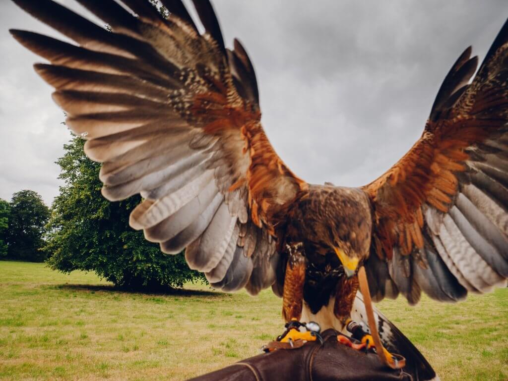 Harris Hawk