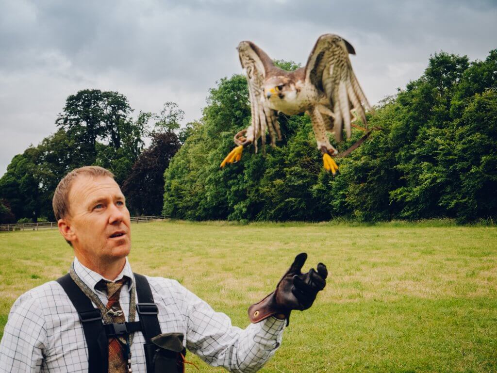 Peregrine falcon landing on a falconers hand the perfect weekend in Kilkenny thing to do.