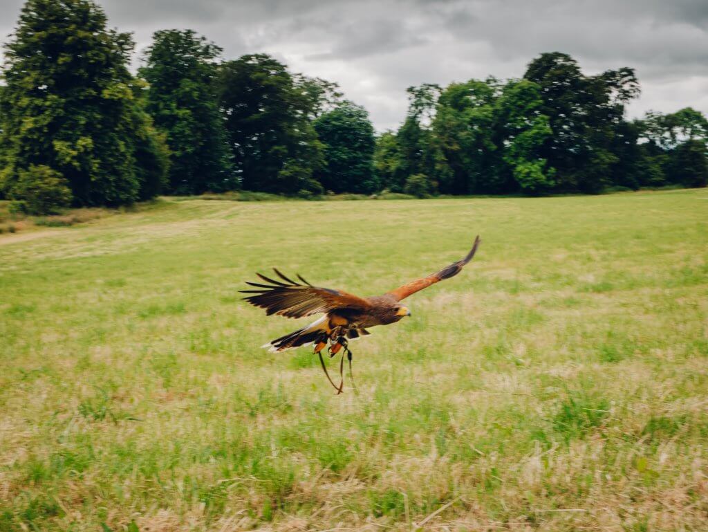 Harris hawk in flight at the Lyrath estate in Kilkenny Ireland