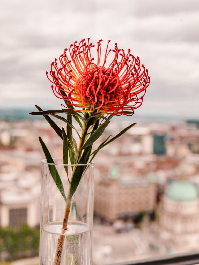 Flower against a backdrop of Belfast city centre