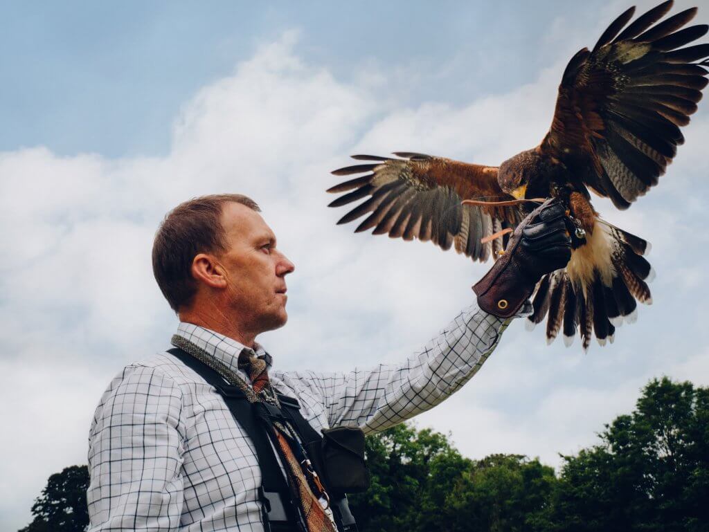 Experienced falconer holding a Harris hawk at the falconry experience at the Lyrath hotel in Kilkenny Ireland