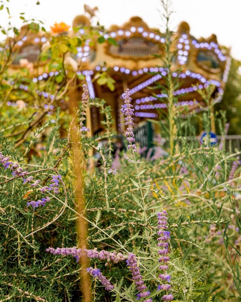 Lavender and a carousel in the jardin public in Bordeaux France