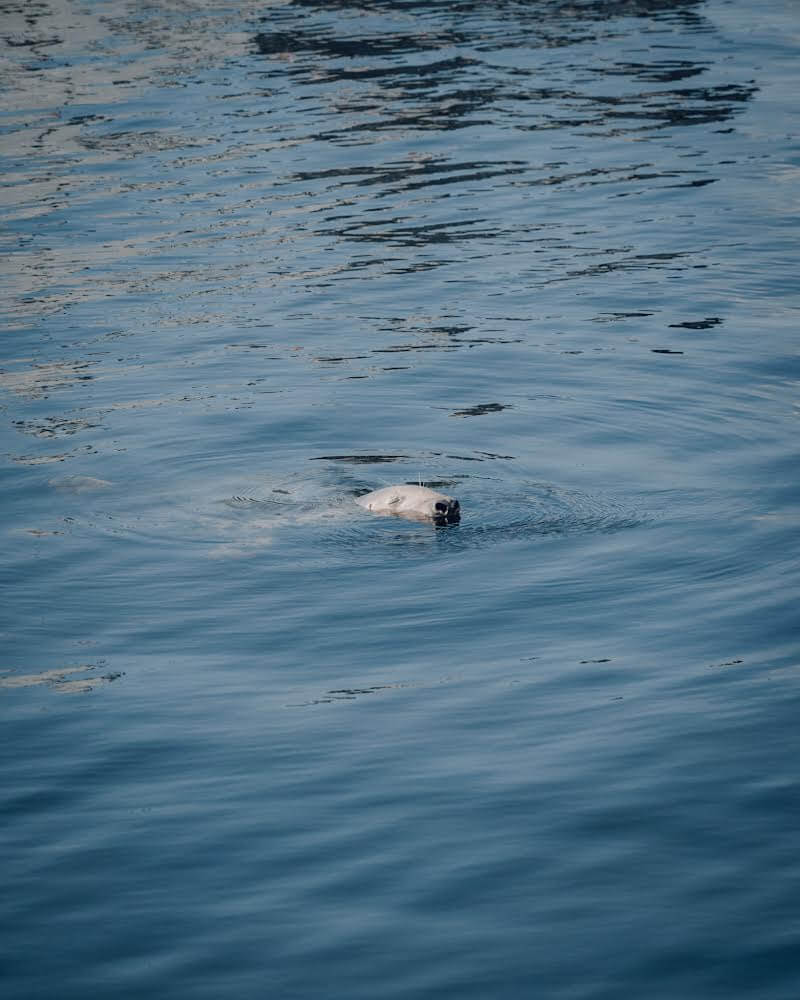 Seal swimming near the Gobbins Cliff Walk