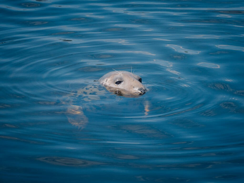 Seal in Galway Harbour