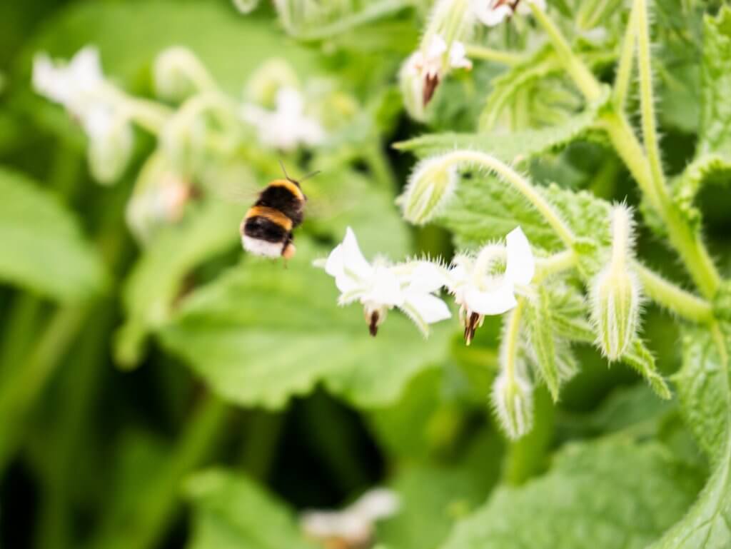 Bee gathering pollen from flowers at Glenarm Castle 