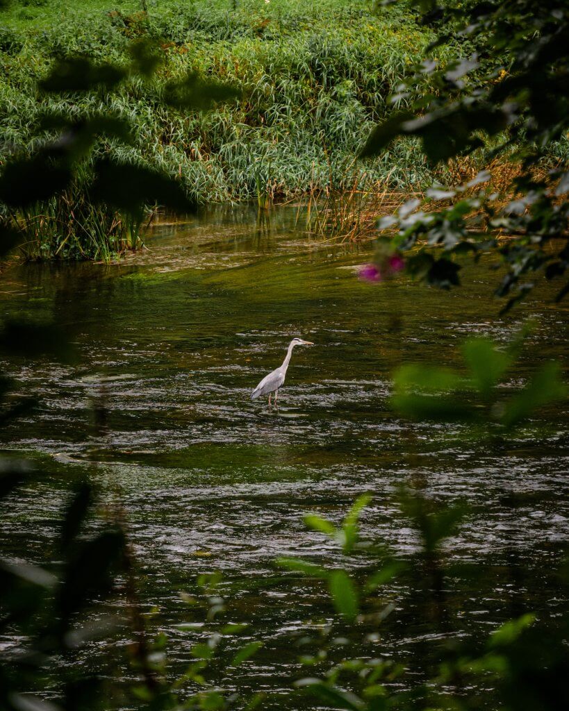 Heron on the River Suir in Tipperary Ireland