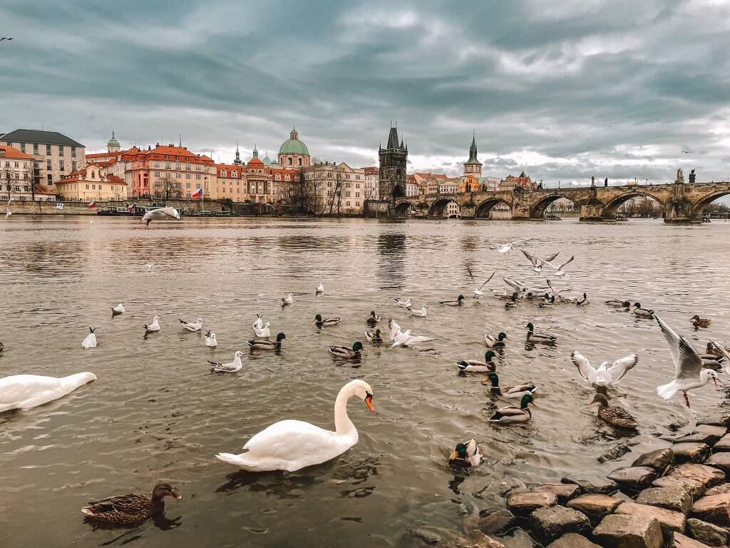 Swans on the Vtlava River near Charles Bridge in Prague