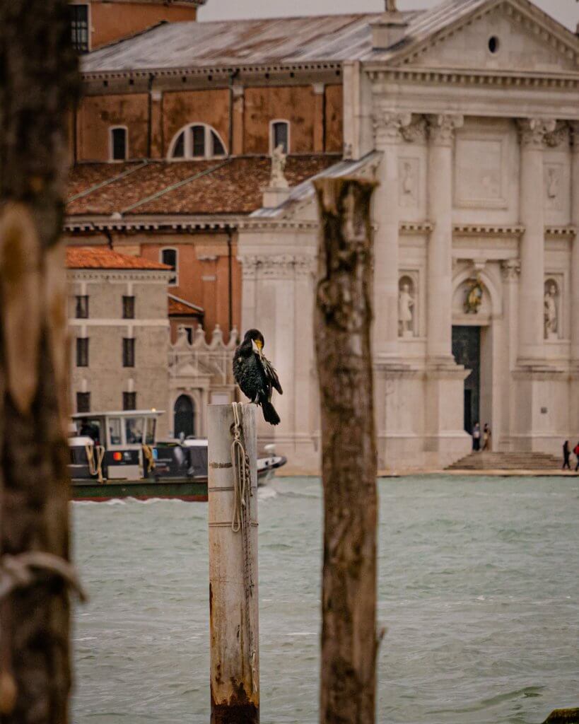 Guillemot standing on a pole on the Grand Canal in Venice Italy