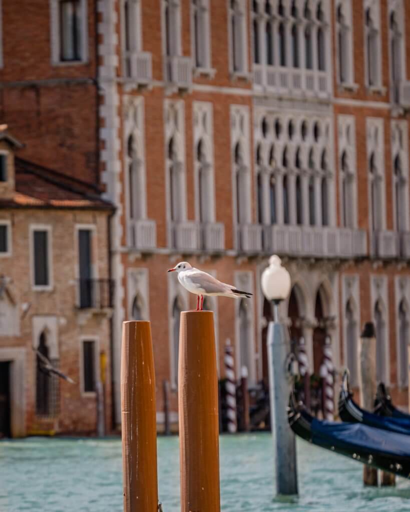 Seagulls standing on poles in the lagoon of the Grand Canal in Venice with Venetian buildings in the background