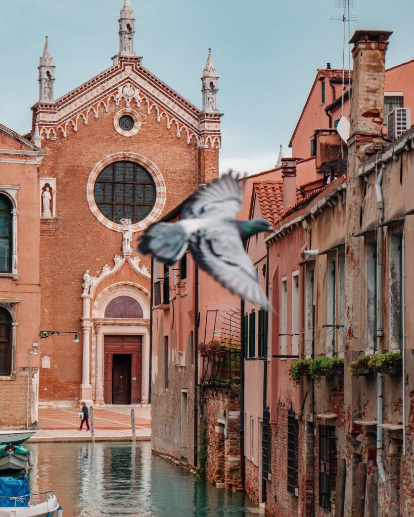 Pigeon flying in front of the Madonna dell'Orto church in the Cannaregio area of Venice Italy