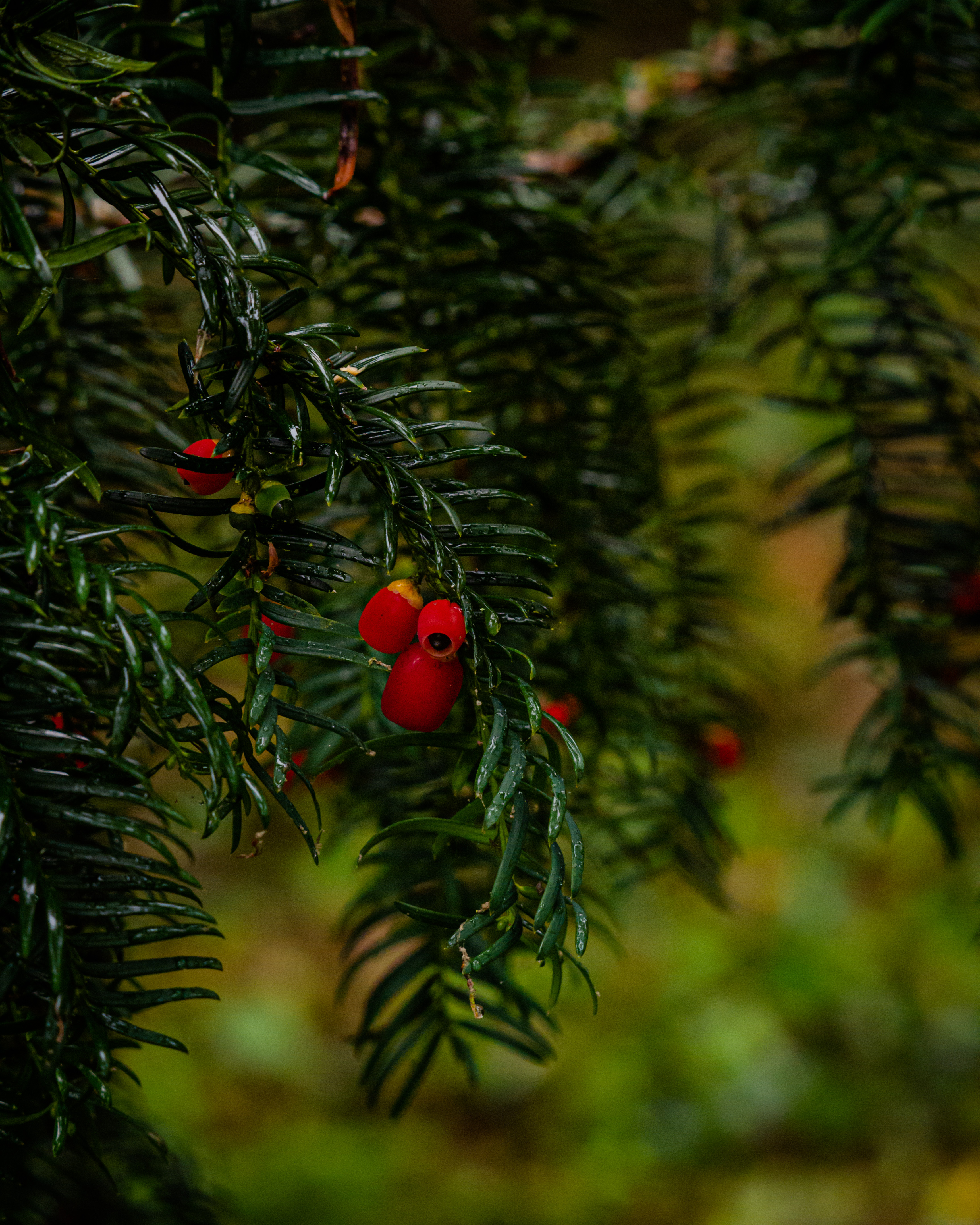 Red berries on a Yew tree in the gardens of Swiss Cottage Cahir