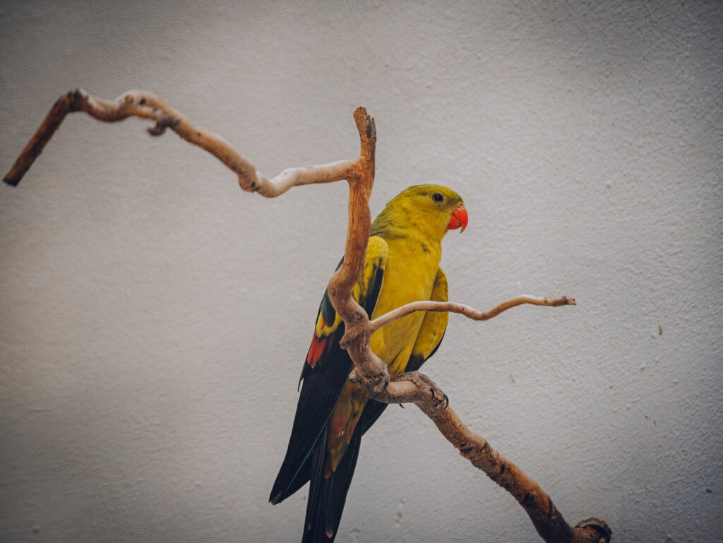 Exotic bird at Vrtbovska garden in Prague