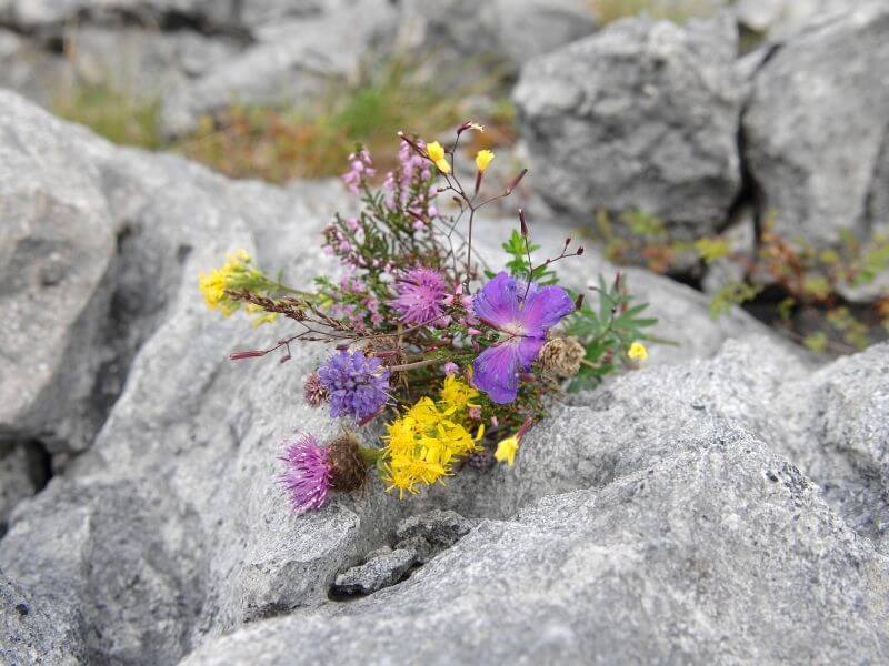 Flora growing in the limestone rocks in the Burren County Clare Ireland