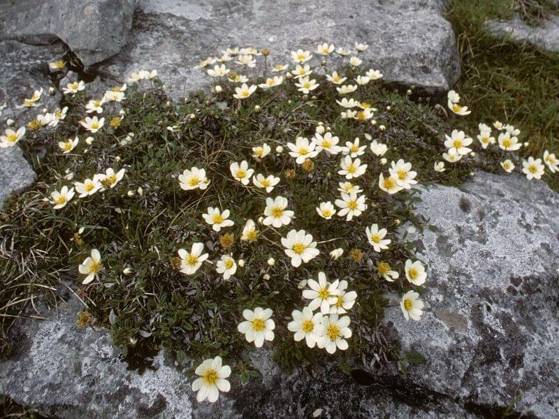 Flora growing in the Burren in County Clare Ireland