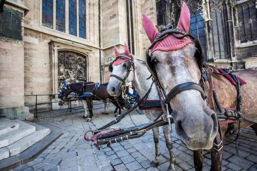 Horses outside Hofburg Palace in Vienna