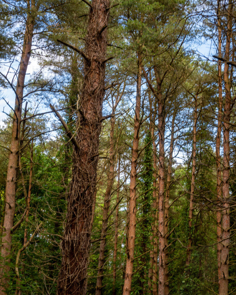 Downhill forest in Northern Ireland