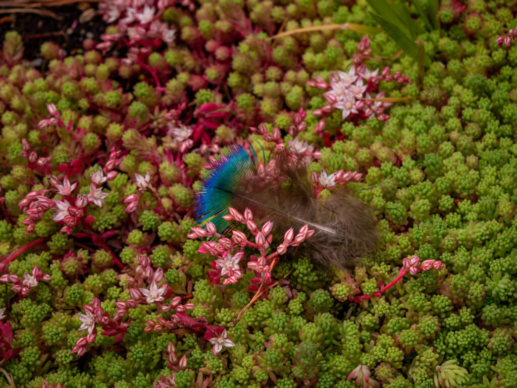 Peacock feather on Moss