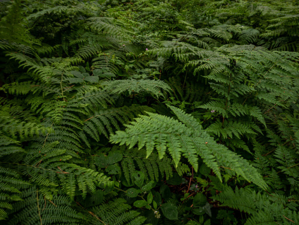 Ferns on the forest floor during Autumn in Ireland