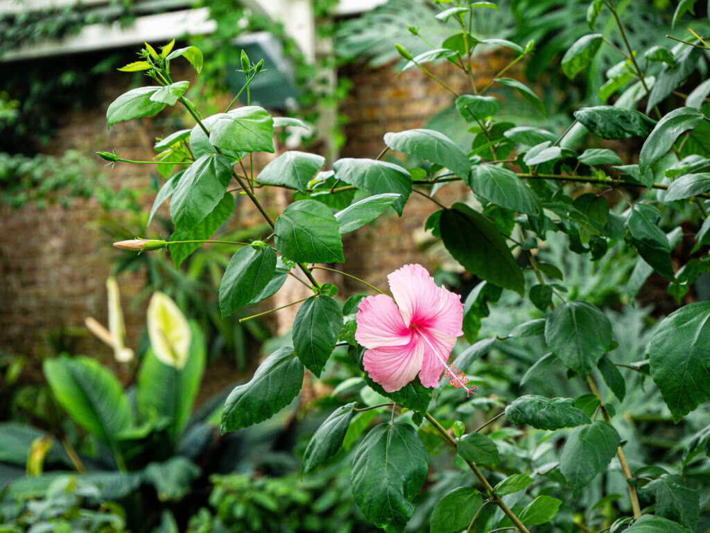 Hibiscus flower at the national botanic garden of wales