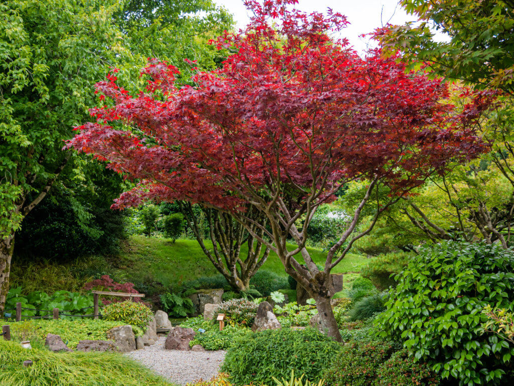 Japanese Theme Garden at the National Botanic Garden of Wales