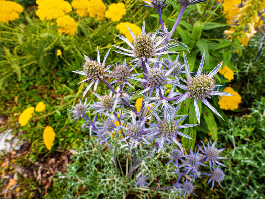 Purple Flowers at the national botanic garden of wales