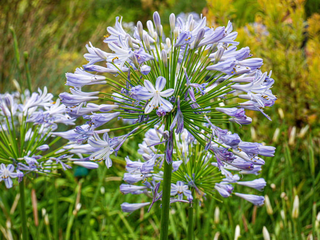 Blue flowers