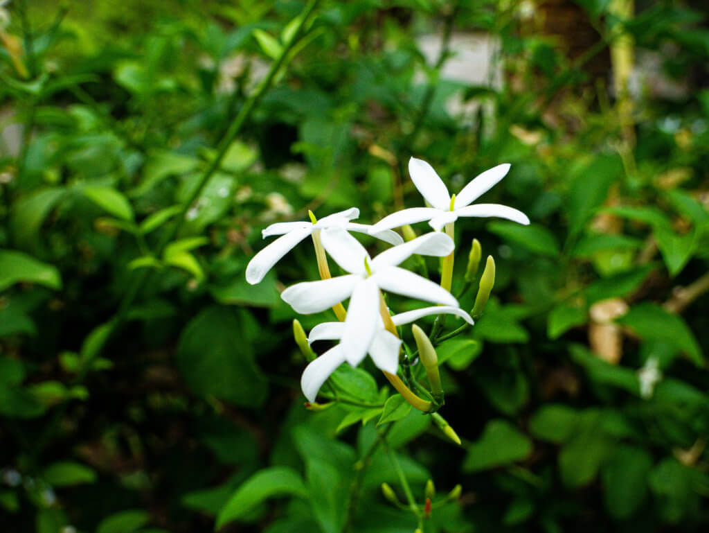 Jasmine flowers at National Botanic Garden of Wales