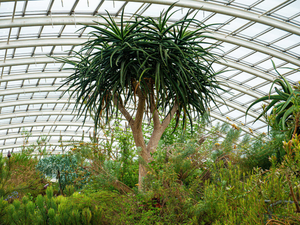 Palm tree in the middle of the glasshouse at the botanic garden of Wales