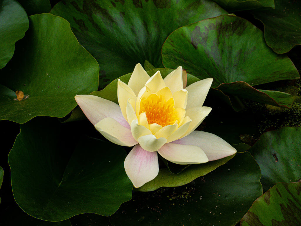 Water lily in a pond