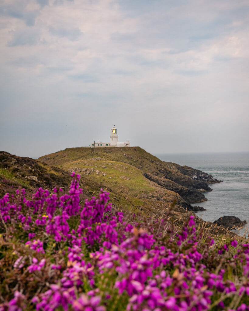 Strumble Head Lighthouse surrounded by wild heather in Wales