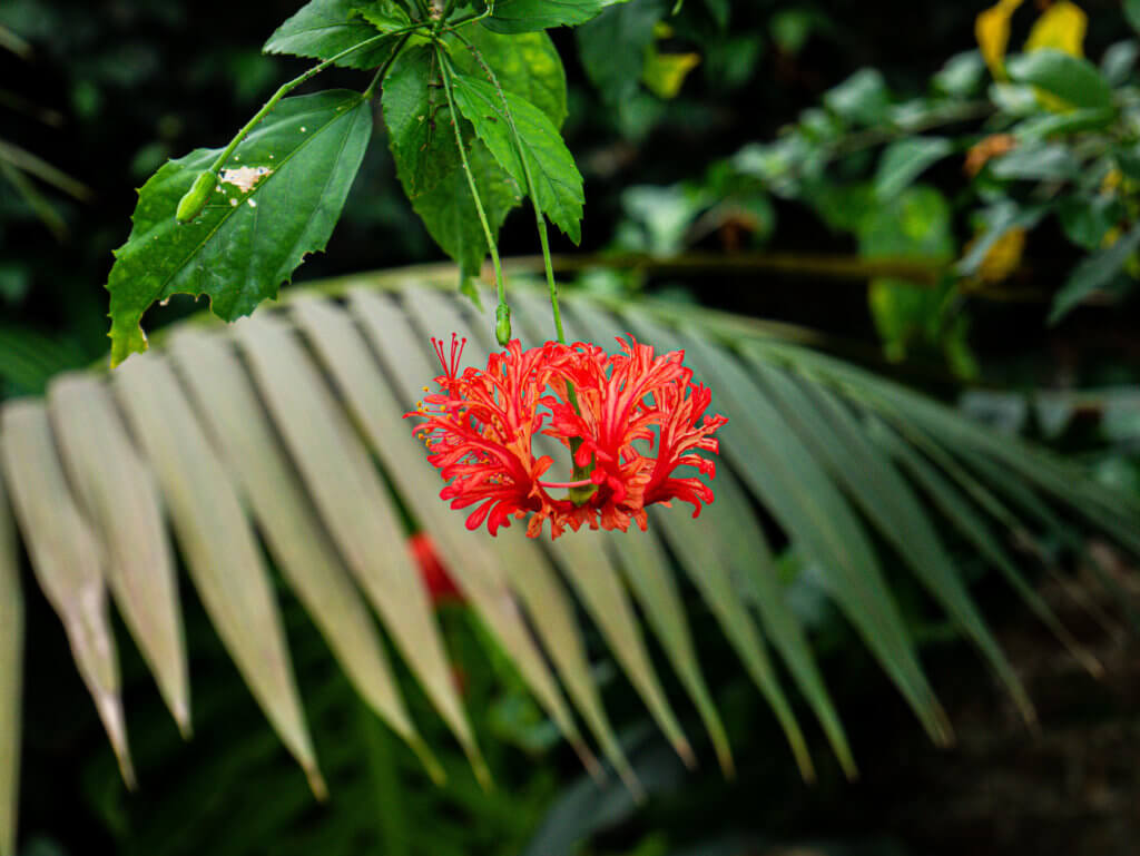 Red flower at the national botanic gardens of wales