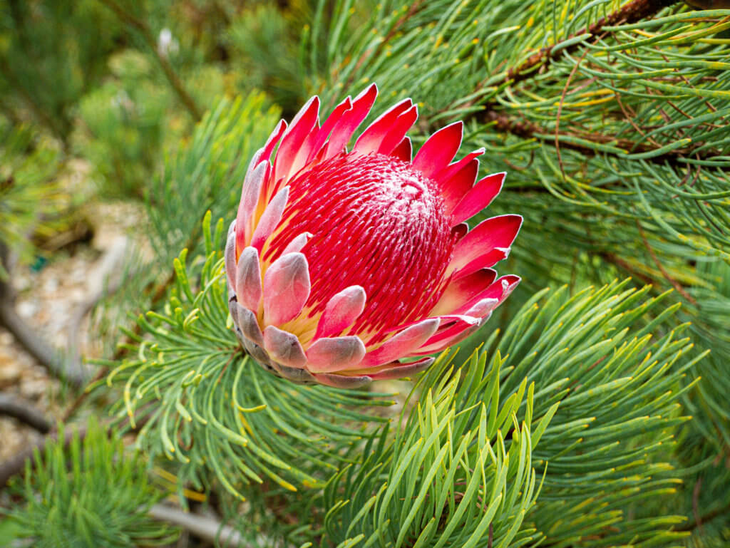 Protea flower at the national botanic garden of Wales
