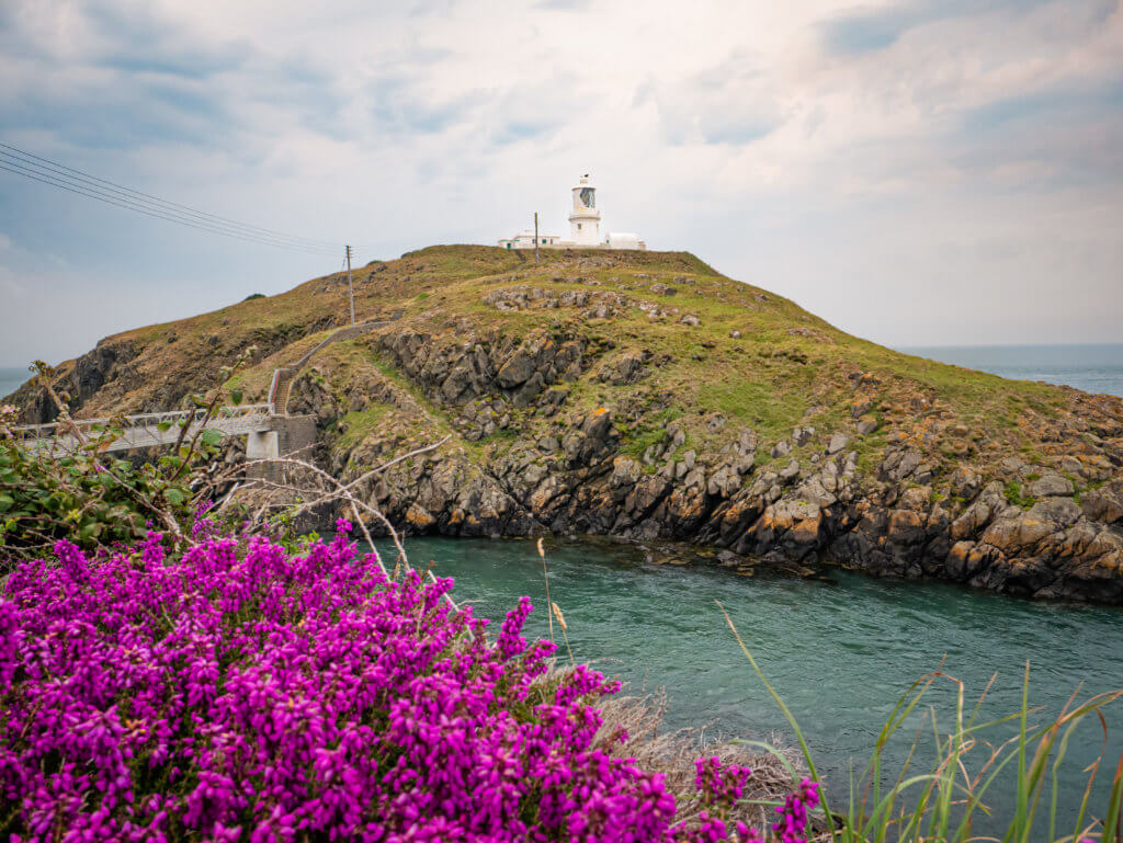 Strumble Head Lighthouse surrounded by Welsh heather a beautiful place to stop on a West Wales Road Trip