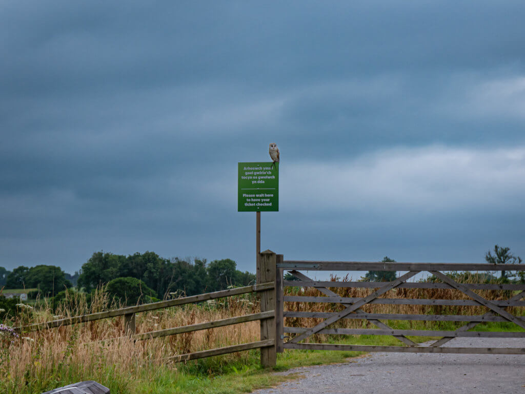 Barn Owl at the birds of prey centre at the national botanic garden of Wales