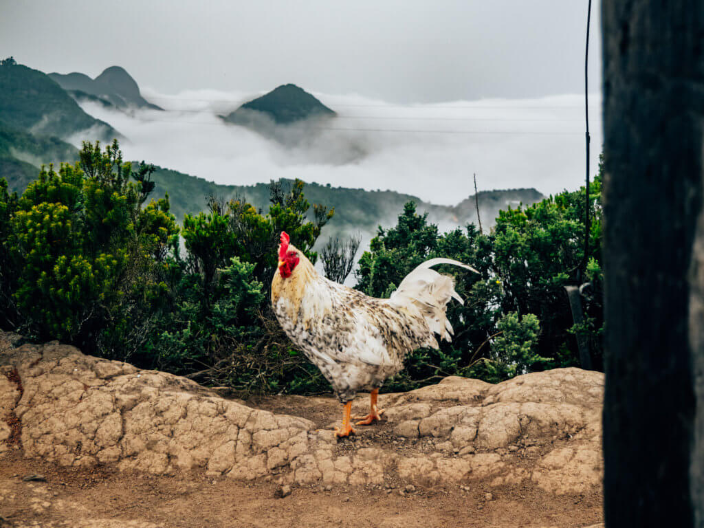 Rooster overlooking Tenerife landscape