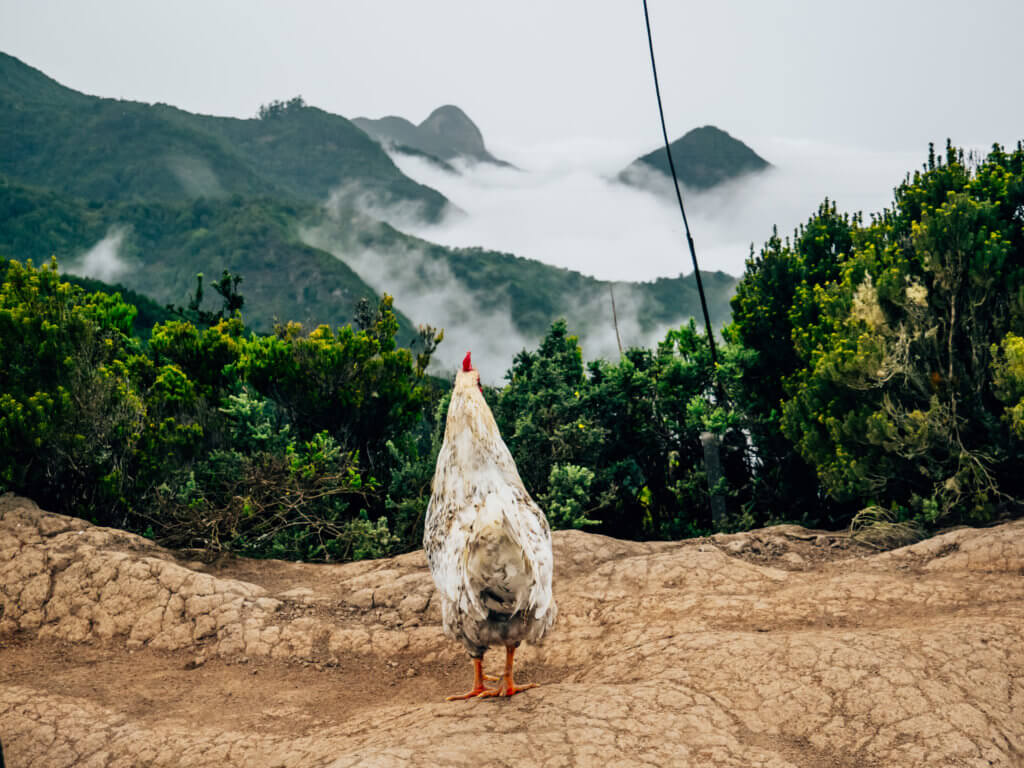 Rooster looking at Tenerife landscape