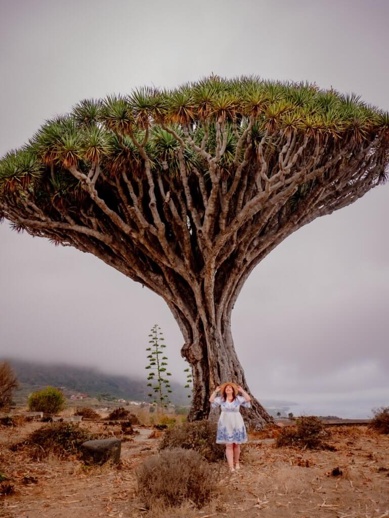 Girl wearing a white and blue dress and sun hat standing under a dragon tree called Drago Siete Fuentes in Tenerife. One of the best things to see on a Tenerife road trip.