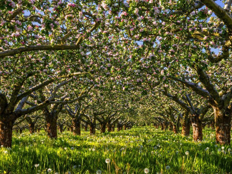 Orchard in full bloom in one of the best northern ireland cities armagh