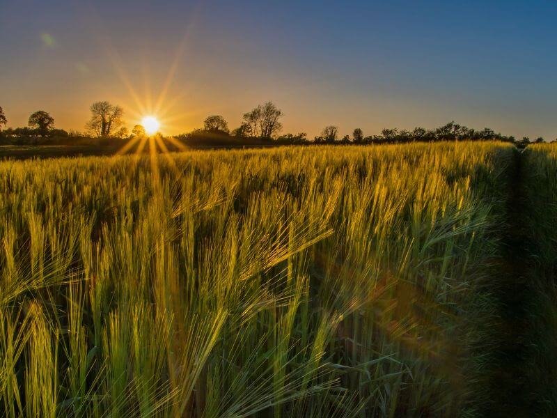 A barley field in Armagh at sunset one of the best Northern Ireland Cities