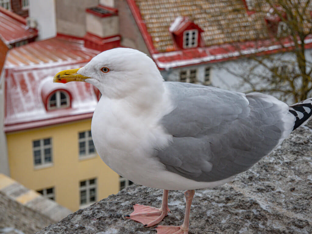 Seagull in Tallinn Estonia