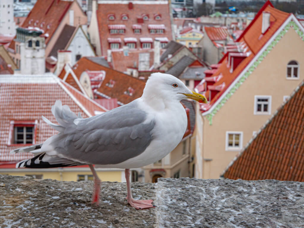 Seagull in Tallinn