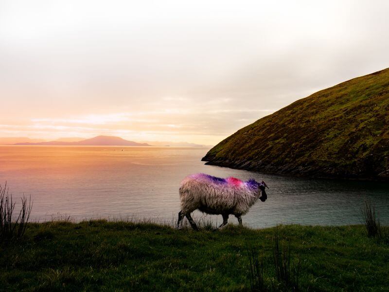 Sheep overlooking clew bay in Westport Ireland