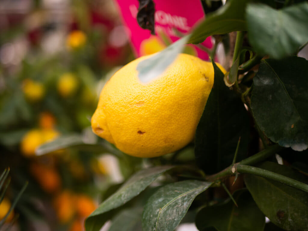 Lemons tree at Carcassonne Food Market
