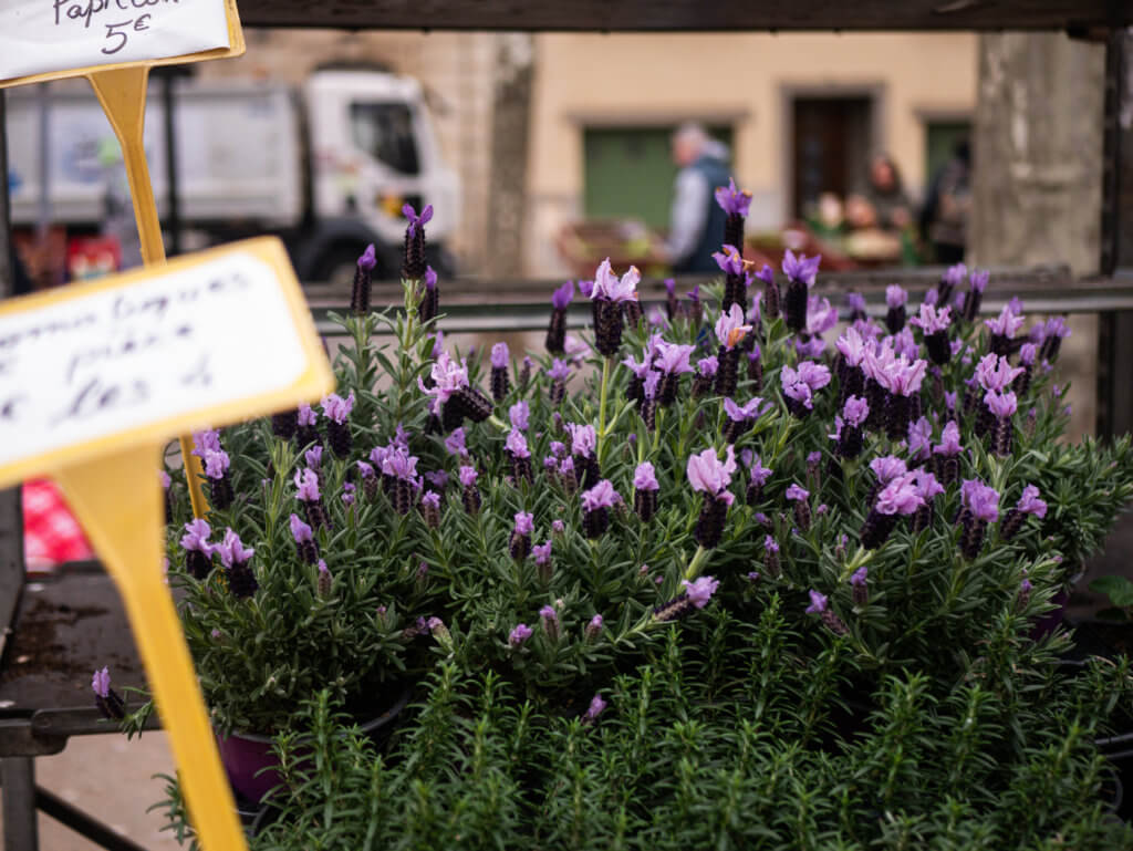 Lavender for sale at Carcassonne Food Market