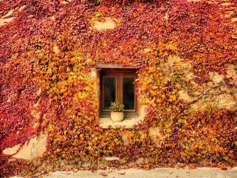 Wall covered in ivy in Spain