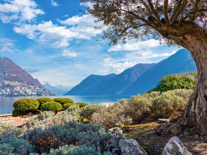 Olive Trail in Lugano Switzerland