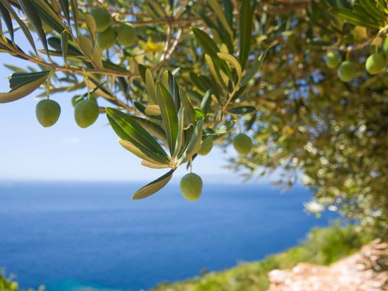 Olive Tree in Lugano Switzerland